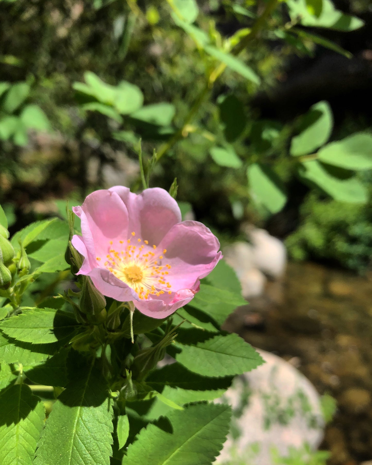 California rose