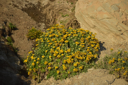 Golden yarrow