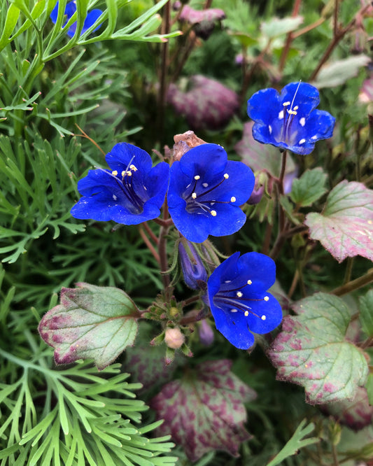 Desert bluebells