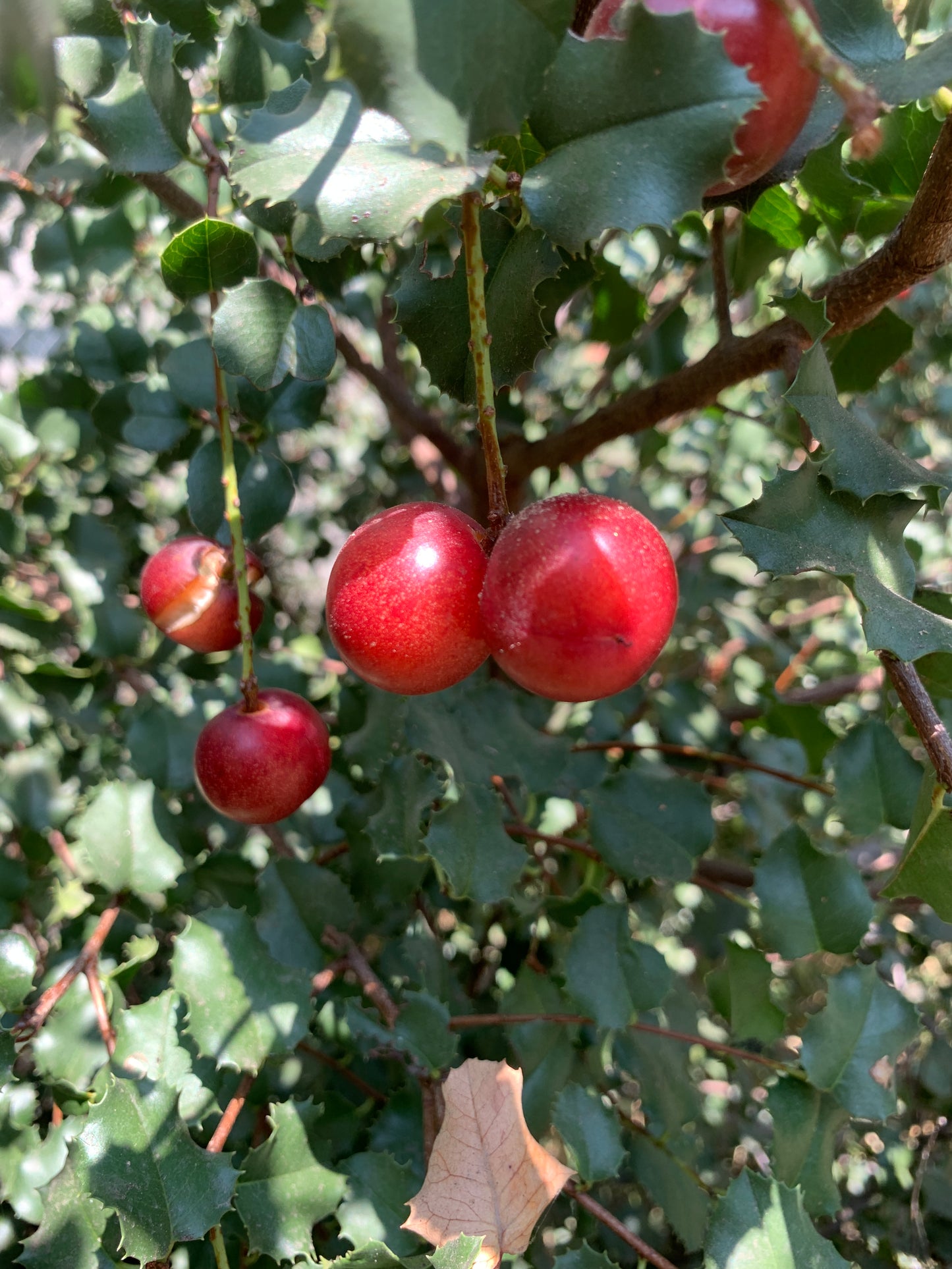Holly leaf cherry