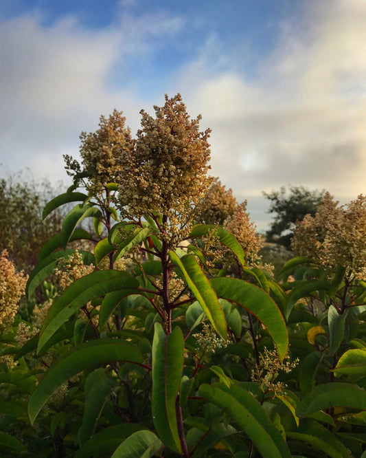 Laurel sumac