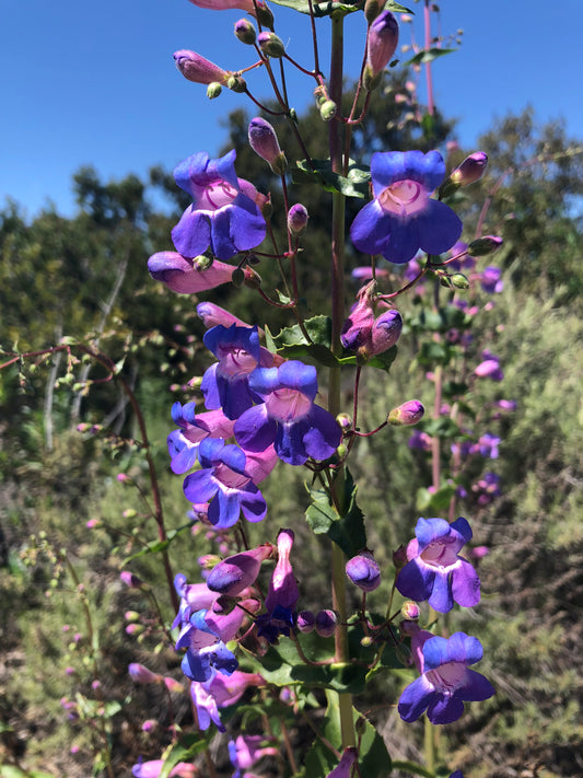 Showy penstemon